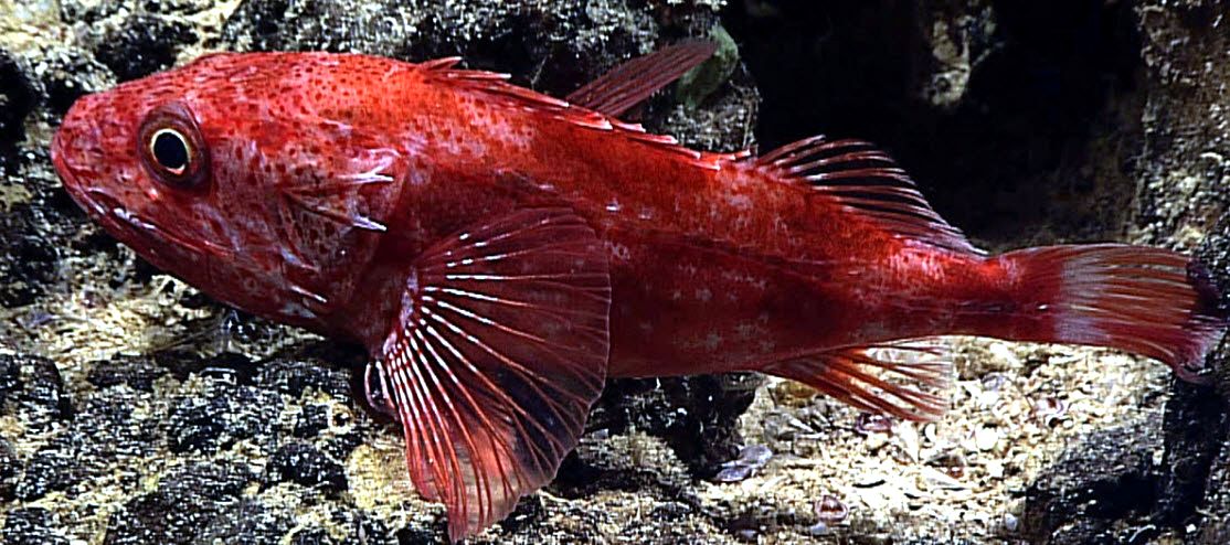 Setarches guentheri_07.jpg